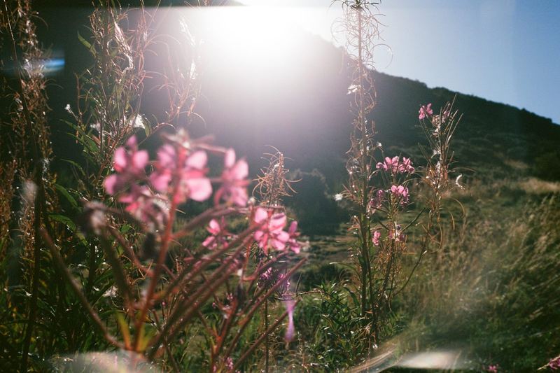 Kodak Ektar 100