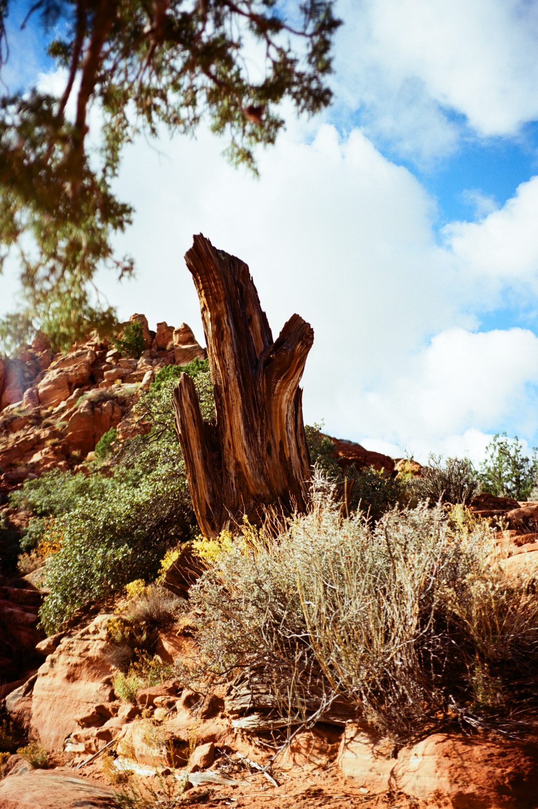 Kodak Ektar 100