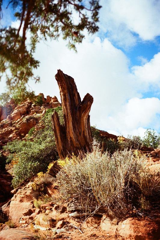 Kodak Ektar 100