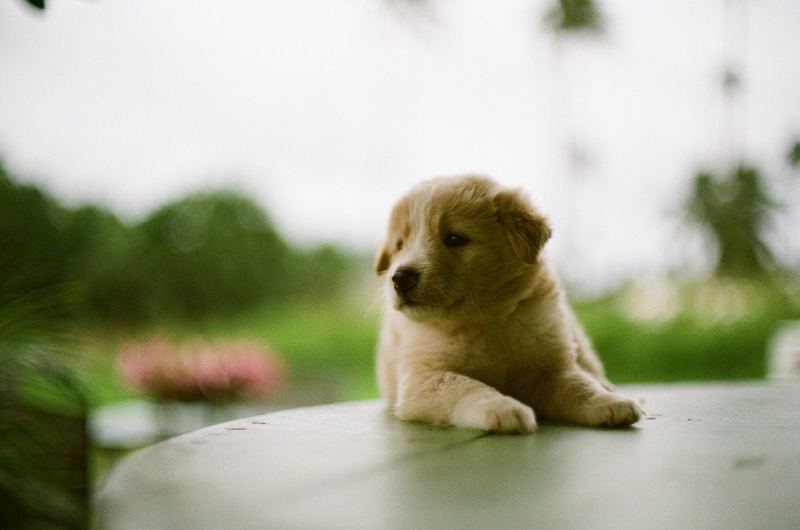 Kodak Gold 200