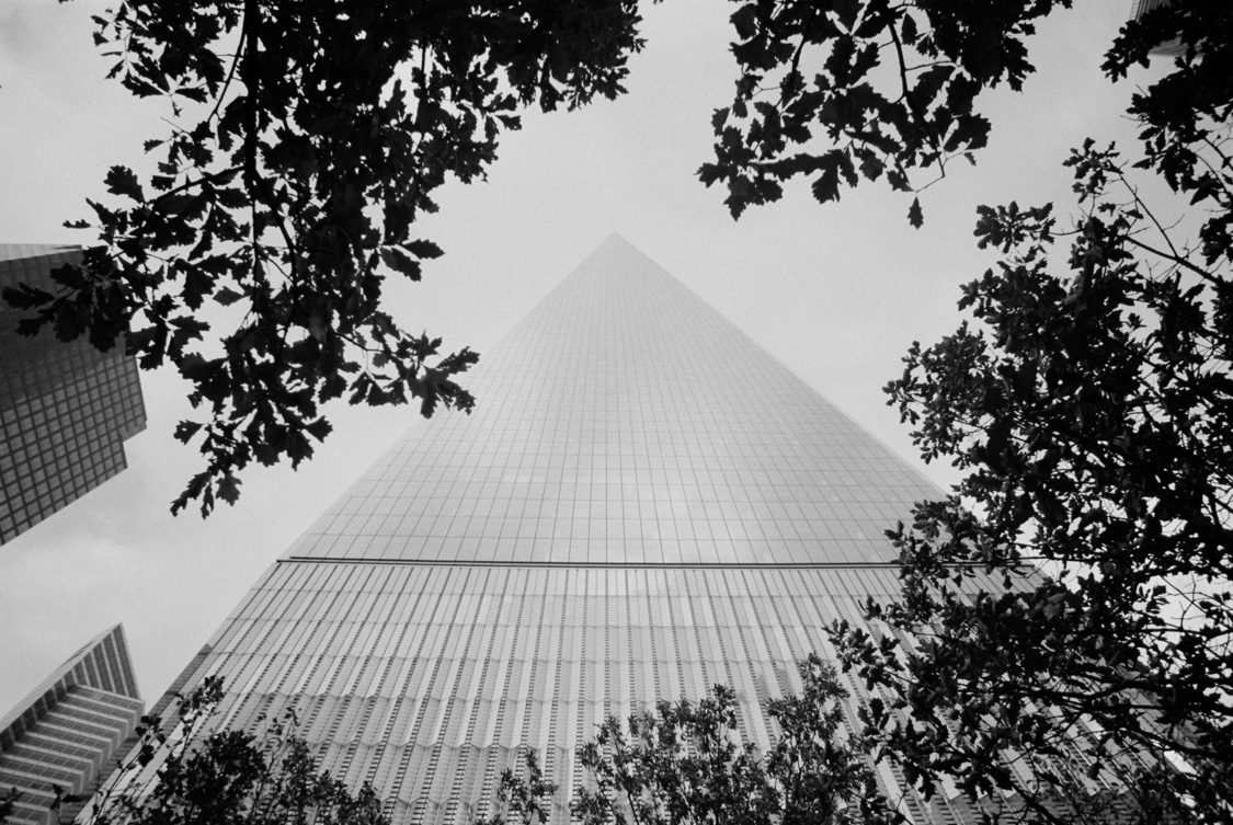 One World Trade through the oaks