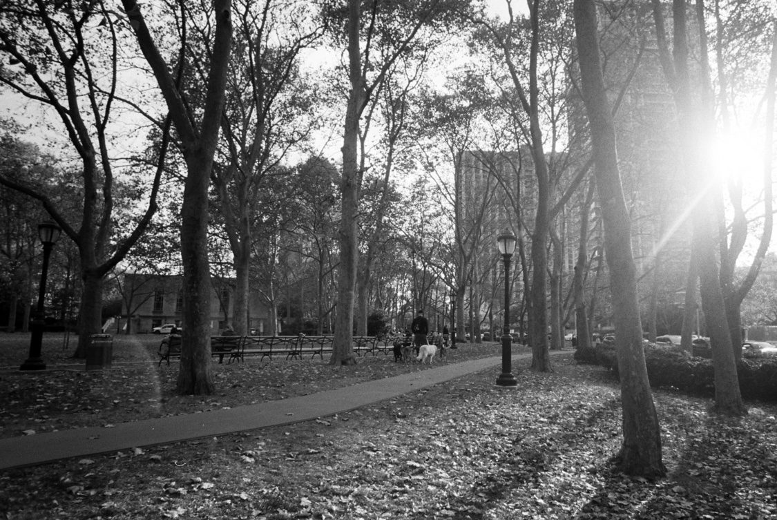 Morning in the park
